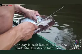 恐怖食人鱼视频合集，食人鱼原来真的是可以吃的！图片