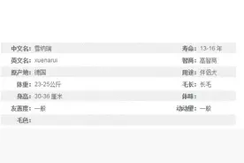 你了解雪纳瑞吗？图片