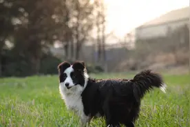 陨石色边境牧羊犬，一条价值不下十万图片