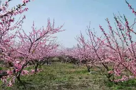 仲宫桃花节来了 到万亩桃园撒欢去!图片