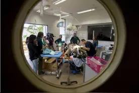 年老巨型棕熊不幸患病，手术过程令人揪心！事情的结果令人惊讶！图片