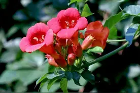花卉知识|凌霄花，家居庭院攀援花卉首选（附养护攻略）图片