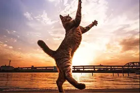 Jump  Jump我跳我跳我跳跳跳弹跳猫星人发射图片