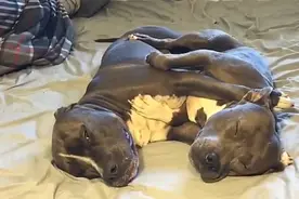 家里养了三只狗，两只整天在家秀恩爱，还有一只单身狗，对，是我视频封面