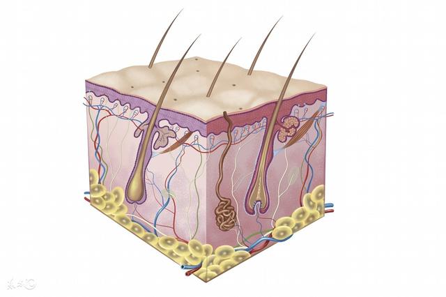 毛囊角化会按顺序出吗