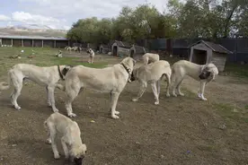 寻找猛犬战士——坎高图片