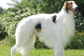 奔跑速度最快专门猎杀野狼的俄罗斯猎狼犬，超威武图片