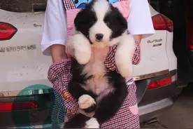 Bunny汪星人小讲堂——狗狗绝对不能吃的十种食物图片