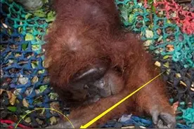 红毛猩猩被救出大火后，伸手表达感谢，大爱无疆图片