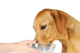 狗狗到底能不能喝奶啊？看完此文终于不纠结啦！图片