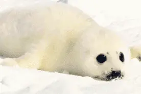 作为一只有梦想的喵，我愿变成童话里你爱的那个天使图片