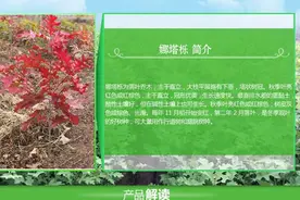彩叶树种娜塔栎生物学特性及其繁殖技术图片