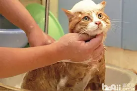 洗澡神器：让猫咪洗澡变得简单有趣图片