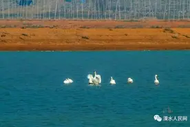 美！溧水石臼湖变身“天鹅湖”！图片