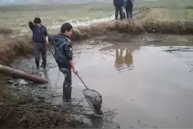 农村人是这样捕鱼的，用柴油机抽干池塘水，塘底抓鱼图片