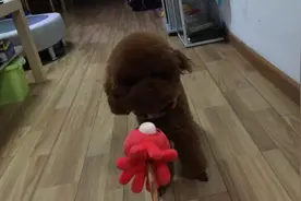 主人想用玩具来逗狗狗，可狗狗一脸嫌弃，是觉得玩具太丑了吗？图片