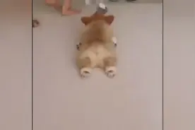 短腿柯基的十大超萌瞬间，真的太可爱了图片