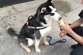 脏兮兮的二哈吃麦记雪糕，跟流浪狗似的舔雪糕，连外皮也不放过图片