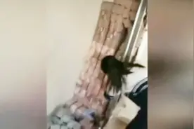 哈尔滨一二手房墙内藏1.4亿现金？实为诈骗案赃款视频封面