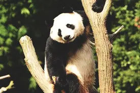 大熊猫“华豹”“金宝宝”开启芬兰之旅：订制飞机餐 享受专机待遇视频封面