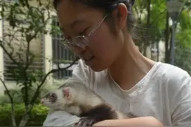 捡到雪貂饲养三天 索要1000元引分歧图片