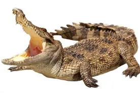 鳄鱼为什么没有灭绝 鳄鱼会流眼泪吗图片