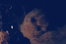 主人坏心用食物勾引狗狗，狗狗连忙作揖想要食物，最后感觉心好累图片