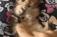 萌宠搞笑图第273波：又失败，越来越同情柯基小短腿宝宝了图片