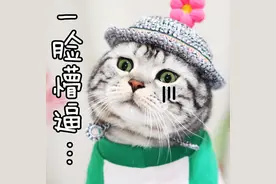 超萌小花猫表情包，拿去不谢~(￣_,￣ )图片