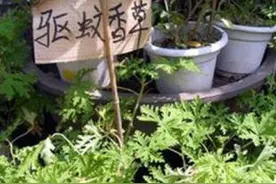 关于驱蚊的四个谣言图片