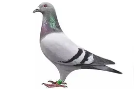 多角度鉴鸽，500公里快速鸽的形态与站姿图片