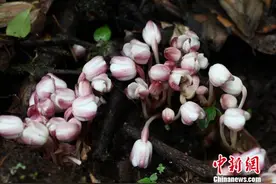 稀有印度宽距兰“现身”云南大围山自然保护区图片