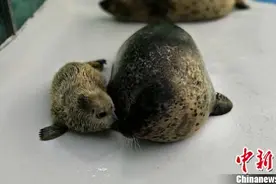 辽宁大连一被救助斑海豹顺利产“女仔”图片