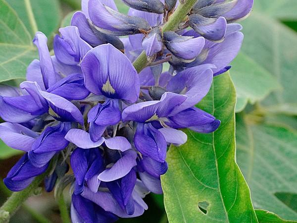 鏄ヨ妭鏈嶈嵂鑾椽鏉細閰掔簿鍜岃嵂鐗╀笉寰椾笉璇寸殑閭ｇ偣浜? onerror=