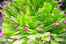 蟹爪兰叶片扦插，比嫁接长的还快，大白根蹭蹭窜，眨眼变成100盆视频封面