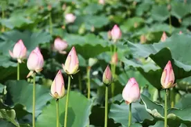 宛若仙境！佛山最新赏荷圣地，竟然还自带雨雾功能图片