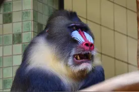 你是老天爷派来的逗逼吗？个个都是表情帝啊图片