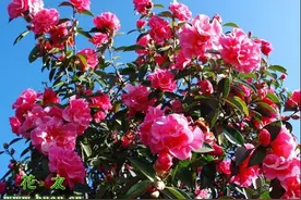 山茶花的修剪时间和方法图片