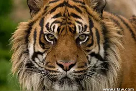 动物世界-虎图片