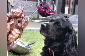 从来没有见过狗狗这么贪吃，还流口水，太有趣了视频封面