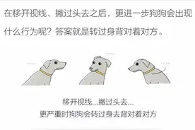 狗狗转身背对主人是生气了吗？图片