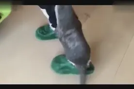 养一个树懒当宠物的日常是怎么样的？