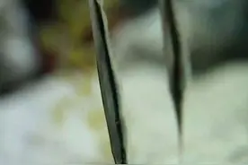 海缸里下刀片，鱼图片