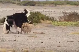 鸵鸟的繁殖过程，为什么鸵鸟左摇右摆！