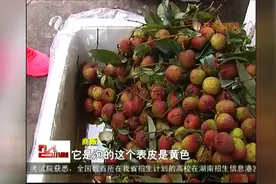 关注时令水果：荔枝为何泡在水里卖？图片