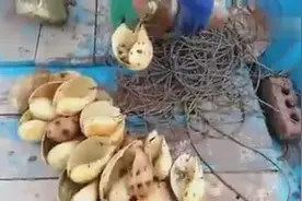 看他们是怎样抓八爪鱼的，渔民的智慧真是无限大图片