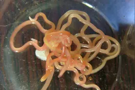 好食蛇肉的人要注意，一旦寄生虫侵入悔之晚矣图片