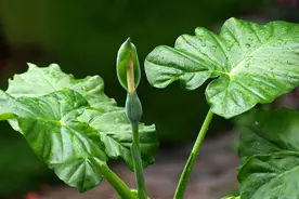 滴水观音什么时候开花？滴水观音开花有毒吗？图片