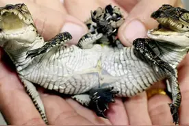 双头鳄，独眼猫，心疼这些恐怖畸形动物的饲主!图片