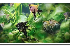 水族百科教你如何给神仙鱼喂食图片